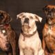 Hunting dogs