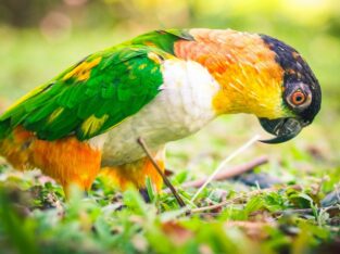 Caique Parrot