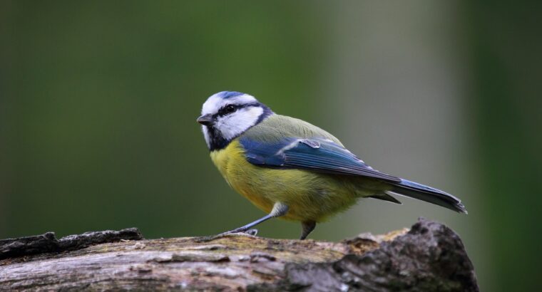 Sparrow Hawak