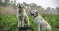 Dogs For Sale