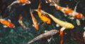 Fish Sale!!