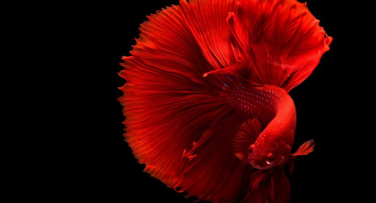 Fish For Sale