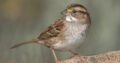 Sparrow Hawak