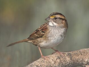 Sparrow Hawak