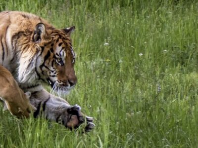 6 amazing big cats!
