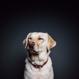 Dogs